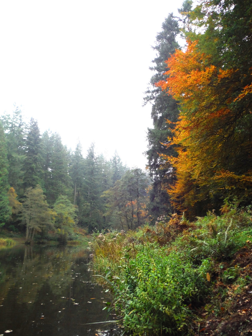 Autumn glory on Forest pool